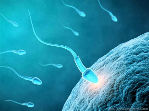 rencontre ovule spermatozoïdes|Combien de temps faut